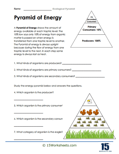 Ecological Pyramid Worksheets - 15 Worksheets.com