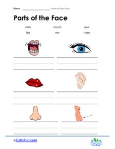 Parts of the Face Worksheets - 15 Worksheets.com