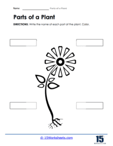 Parts of a Plant Worksheets - 15 Worksheets.com