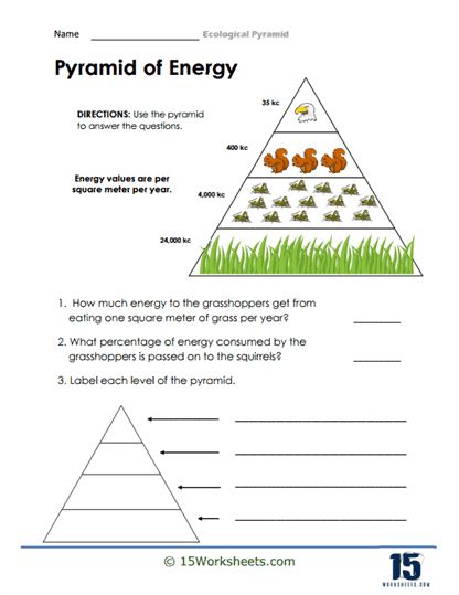 Ecological Pyramid Worksheets