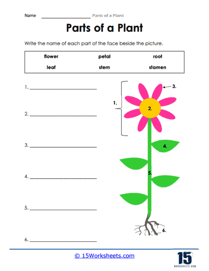 Parts of a Plant Worksheets