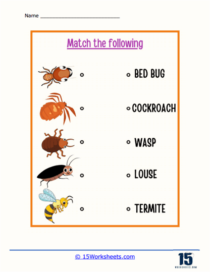 Matching Insects to Names