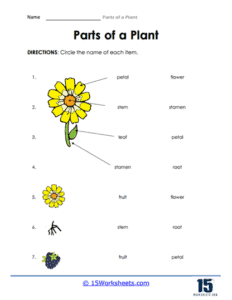 Parts of a Plant Worksheets - 15 Worksheets.com