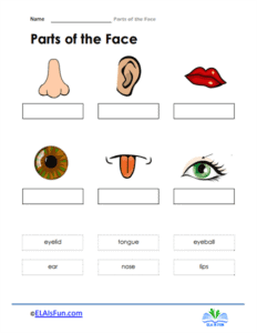 Parts of the Face Worksheets 15 Worksheets com Parts of the Face Worksheets 15 Worksheets com