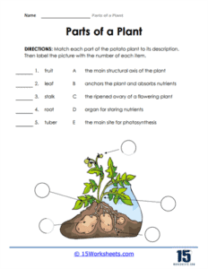 Parts of a Plant Worksheets - 15 Worksheets.com