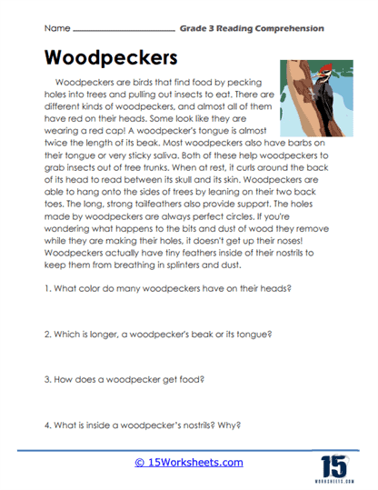 Woodpecker Wonders