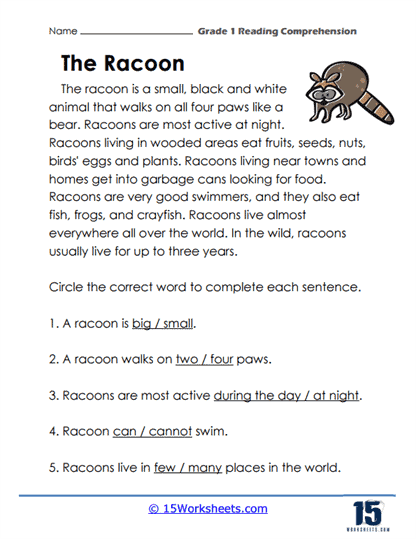 Raccoon Riddles