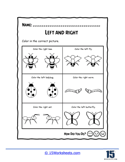 Compare Insects Worksheet