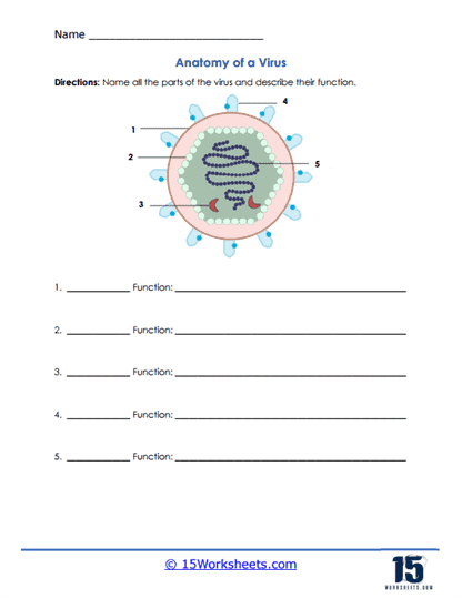 virus diagram worksheet