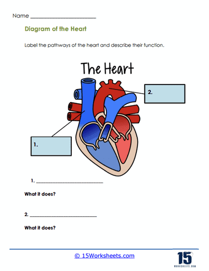 Human Heart Diagram
