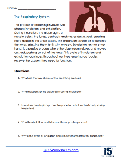 Mechanics of the Respiratory System