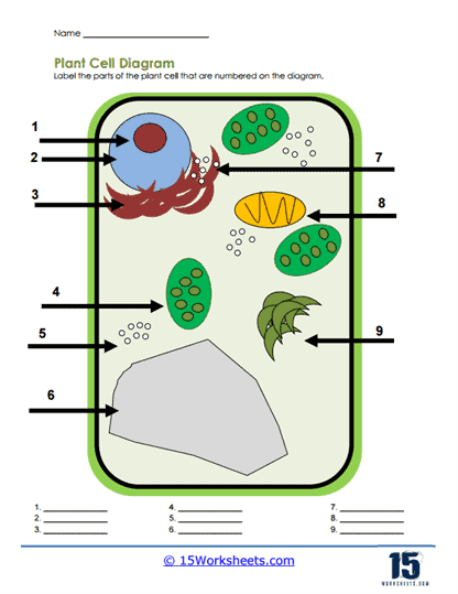 Plant Cell Worksheets