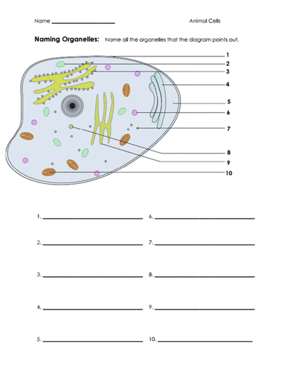 Naming Cell Organelles