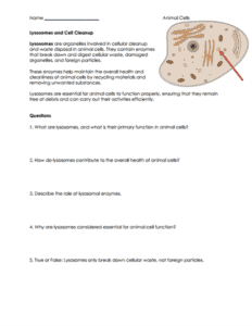 Animal Cells Worksheets