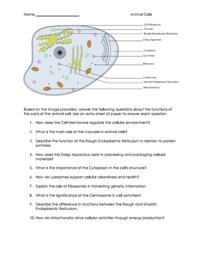 Function of Animal Cell Parts