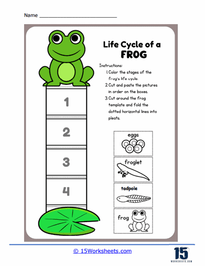 A Frog's Life Worksheet