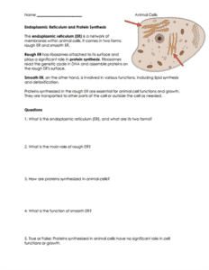 Animal Cells Worksheets